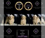 Small #7 Maltipoo