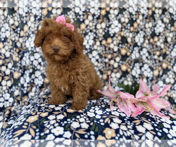 Medium Photo #3 Cavapoo (Miniature) Puppy For Sale in LAKELAND, FL, USA
