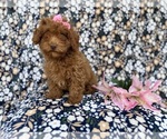 Small #2 Cavapoo (Miniature)