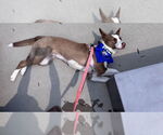 Small #5 American Pit Bull Terrier-Border Collie Mix