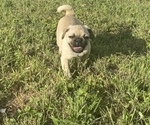 Small Photo #11 Pug Puppy For Sale in HEREFORD, AZ, USA