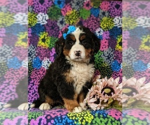 Bernese Mountain Dog Puppy for sale in NEW HOLLAND, PA, USA
