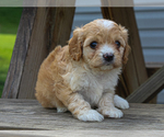 Small #1 Cavalier King Charles Spaniel-Poodle (Toy) Mix