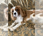 Small #4 Cavalier King Charles Spaniel