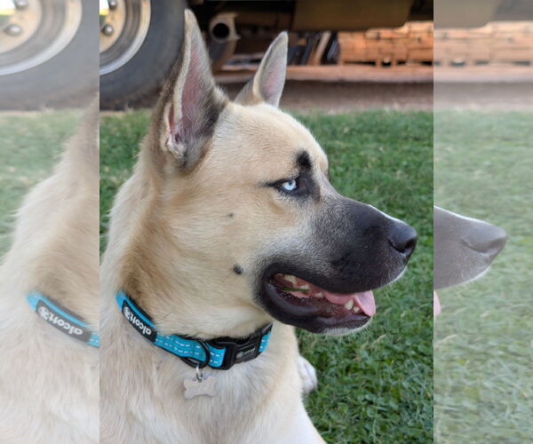 Medium Photo #3 Huskies -Unknown Mix Puppy For Sale in Chandler, AZ, USA