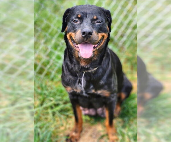 Medium Photo #3 Rottweiler-Unknown Mix Puppy For Sale in Lakewood, CO, USA