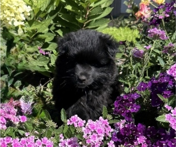 Medium Photo #1 Pomeranian Puppy For Sale in CURTISS, WI, USA