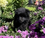 Small Pomeranian