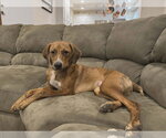 Small #9 Redbone Coonhound Mix