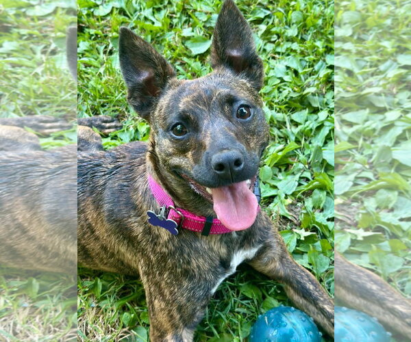 Medium Photo #4 Chihuahua-Feist Terrier Mix Puppy For Sale in Cookeville, TN, USA