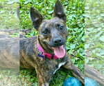 Small #3 Chihuahua-Feist Terrier Mix