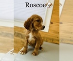 Small Photo #10 English Setter-Irish Setter Mix Puppy For Sale in COOKEVILLE, TN, USA