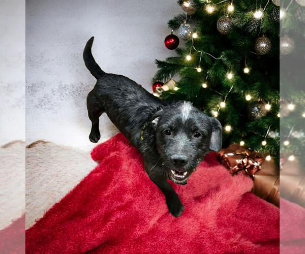 Medium Photo #2 Mutt Puppy For Sale in Vail, AZ, USA