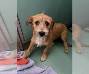 Mutt Dogs for adoption in Moreno Valley, CA, USA
