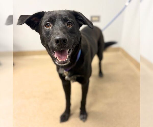 Medium Photo #1 Border Collie Puppy For Sale in Aurora, CO, USA