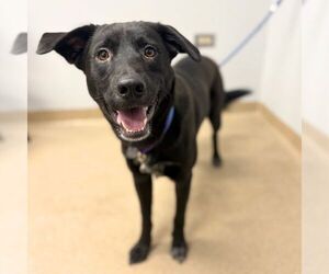 Border Collie Dogs for adoption in Aurora, CO, USA