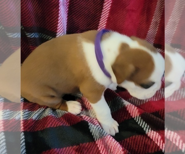 Medium Photo #4 Boxer Puppy For Sale in LAUREL, DE, USA