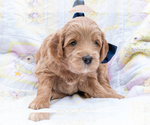 Small #3 Goldendoodle (Miniature)