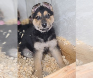 German Shepherd Dog Puppy for sale in WARREN, MA, USA