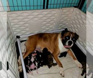 Mother of the Boxer puppies born on 06/27/2022