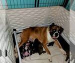 Small Photo #1 Boxer Puppy For Sale in BAY SHORE, NY, USA
