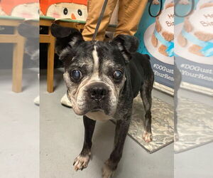 Boston Terrier Dogs for adoption in Lawrenceville, NJ, USA