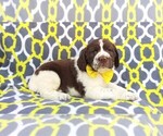 Small Photo #4 English Springer Spaniel Puppy For Sale in LANCASTER, PA, USA