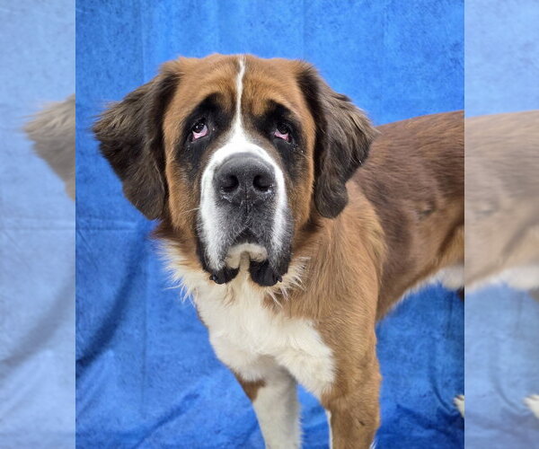 Medium Photo #1 Saint Bernard Puppy For Sale in Lakewood, CO, USA