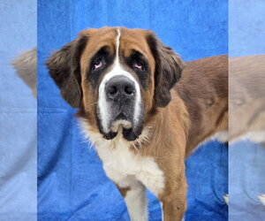 Saint Bernard Dogs for adoption in Lakewood, CO, USA