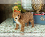 Small #3 Miniature Labradoodle