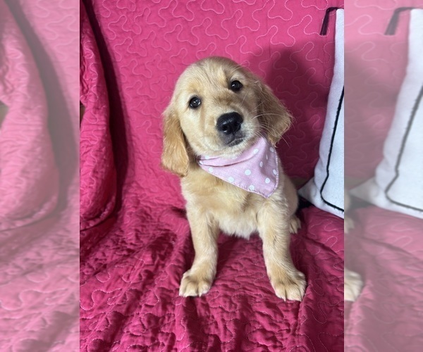 Medium Photo #3 Golden Retriever Puppy For Sale in GREENFIELD, IN, USA