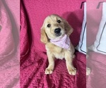 Gwen - Female Golden Retriever Puppy for Sale - Photo #3