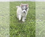 Small #1 Siberian Husky