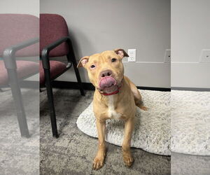 Mutt Dogs for adoption in Attica, NY, USA