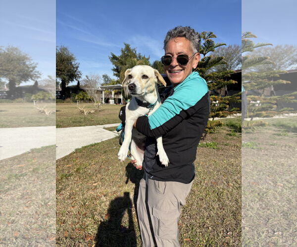 Medium Photo #4 Labbe Puppy For Sale in Sanford, FL, USA