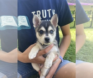 Alaskan Klee Kai Puppy for sale in GLENDALE, AZ, USA