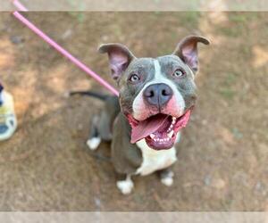 American Pit Bull Terrier Dogs for adoption in Charlotte, NC, USA