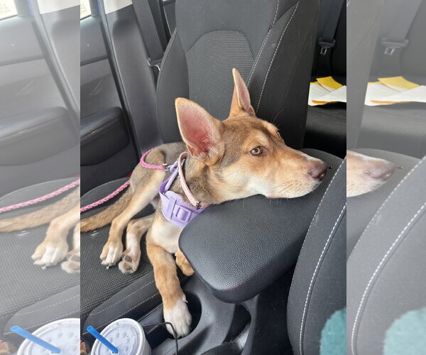Medium Photo #3 Siberian Husky-Unknown Mix Puppy For Sale in Plainfield, IL, USA