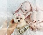 Small #10 Morkie