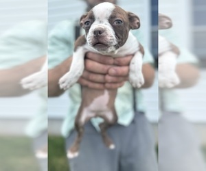 Boston Terrier Puppy for sale in BREMEN, IN, USA