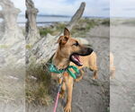 Small #8 German Shepherd Dog Mix