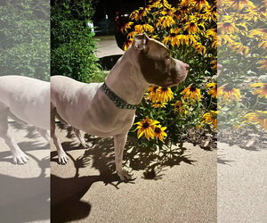 Rigsby - Male Mutt Dog for Adoption - Photo #4