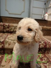 Labradoodle Puppy for sale in MORRISTOWN, AZ, USA