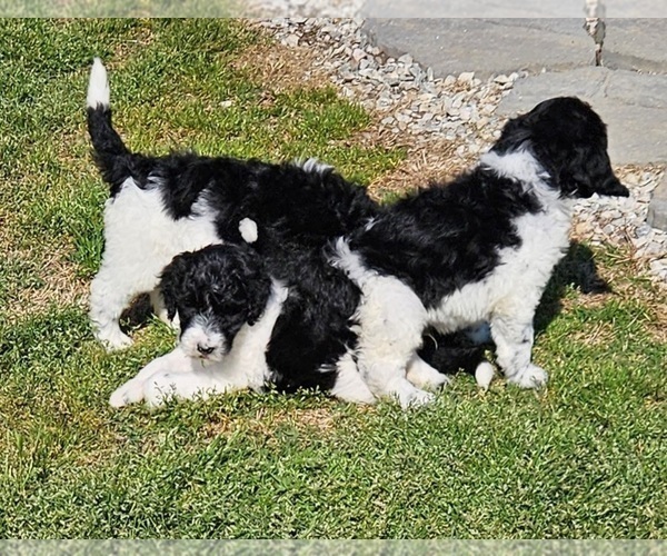 Medium Photo #7 Goldendoodle Puppy For Sale in TARBORO, NC, USA