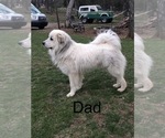 Small Photo #4 Great Pyrenees Puppy For Sale in KIRBYVILLE, MO, USA
