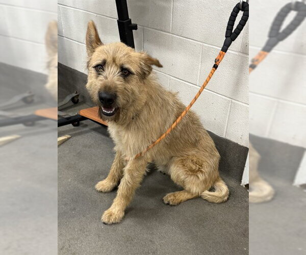 Medium Photo #1 German Shepherd Dog-Unknown Mix Puppy For Sale in Forestville, MD, USA