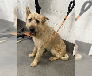 German Shepherd Dog-Unknown Mix Dogs for adoption in Forestville, MD, USA