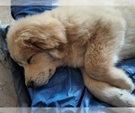 Small Photo #1 Chow Chow-German Shepherd Dog Mix Puppy For Sale in N POTOMAC, MD, USA