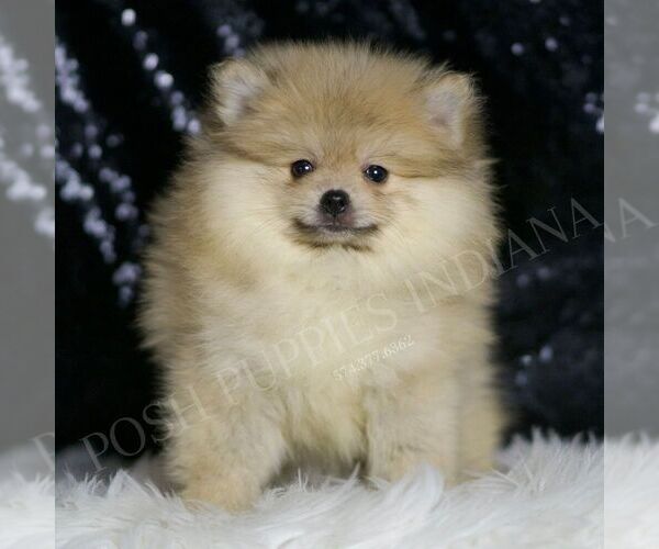 Medium Photo #3 Pomeranian Puppy For Sale in WARSAW, IN, USA