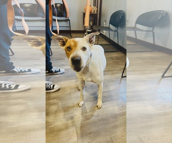 Medium Photo #3 Red Heeler-Rottweiler Mix Puppy For Sale in Westwood, NJ, USA